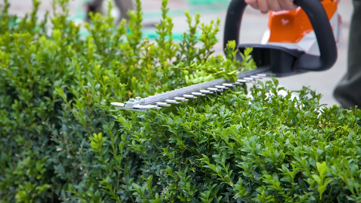 Eine Nahaufnahme einer Heckenschere, die eine Hecke schneidet.