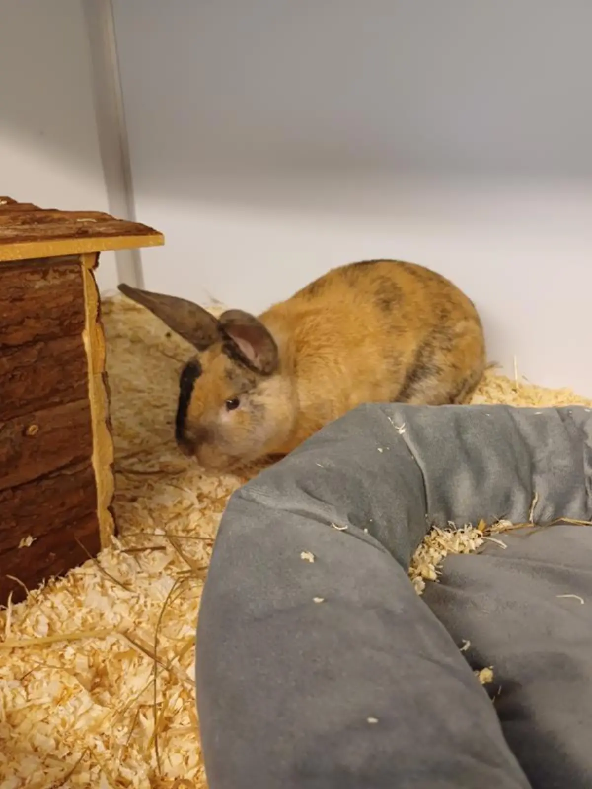 Bild zu: "Kaninchen Noodle (1) wird im Tierheim gemobbt"