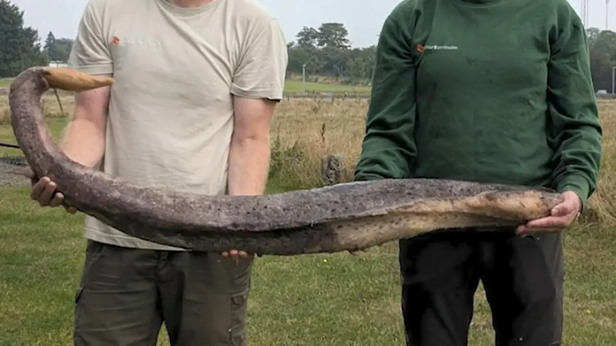 1,5 Meter Penis! Riesenpenis versetzt JEDEN in Erstaunen. Selbst ein Lineal reicht nicht!