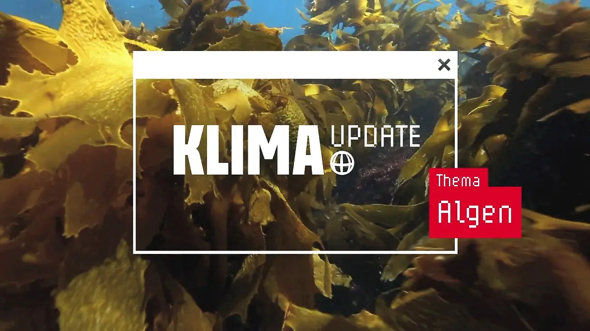 Wunderwaffe Algen - echte Alleskönner Das aktuelle ntv Klima Update