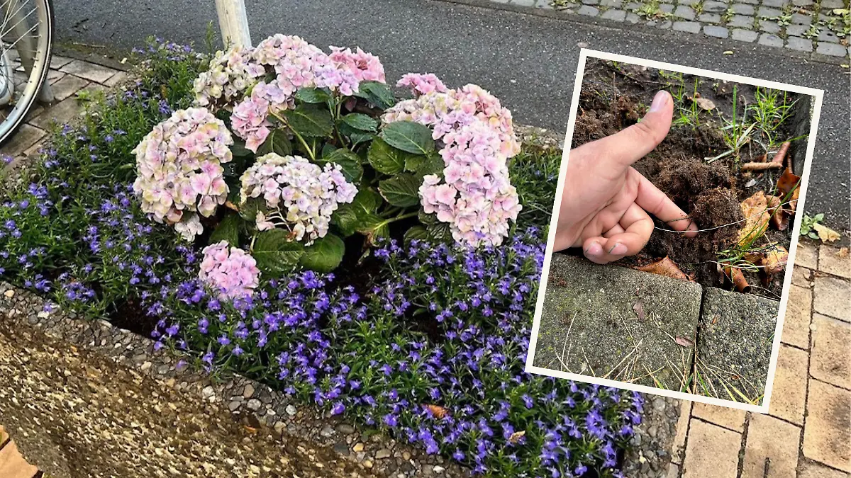 Frisch bepflanzt steht der Kübel vor der Reinigung, kurze Zeit später sind die Blumen jedoch weg. 