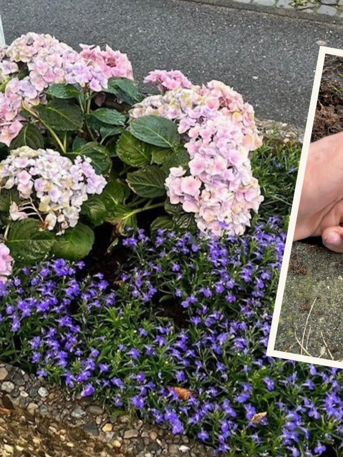 Frisch bepflanzt steht der Kübel vor der Reinigung, kurze Zeit später sind die Blumen jedoch weg. 