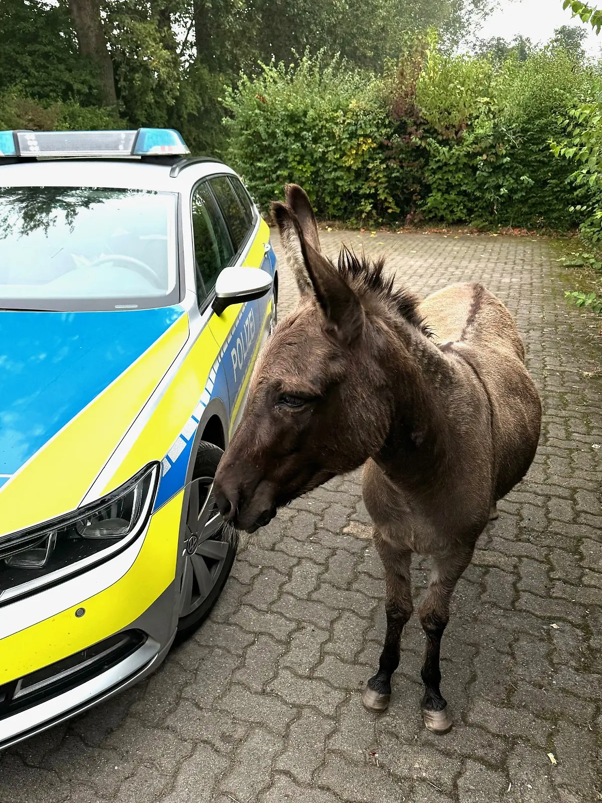 Bild zu: "Eselmama lässt Fohlen auf Weide zurück"