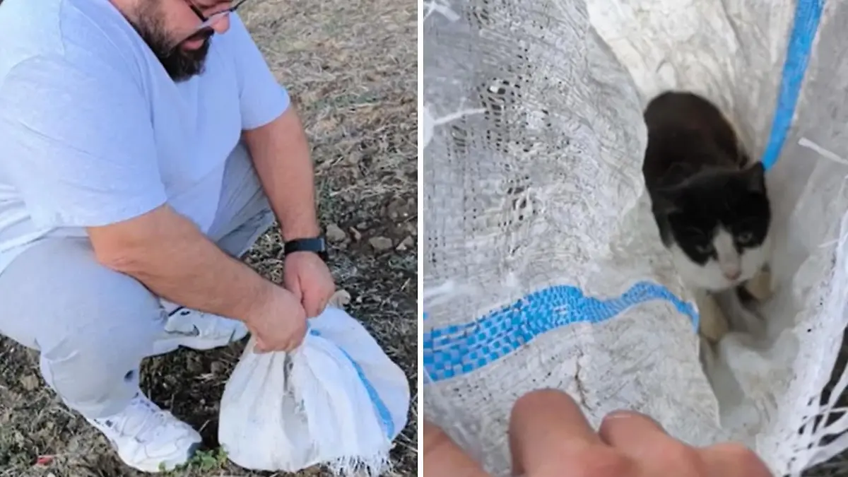 Animal abuser puts kitten in sack - but it's lucky! Abandoned to die