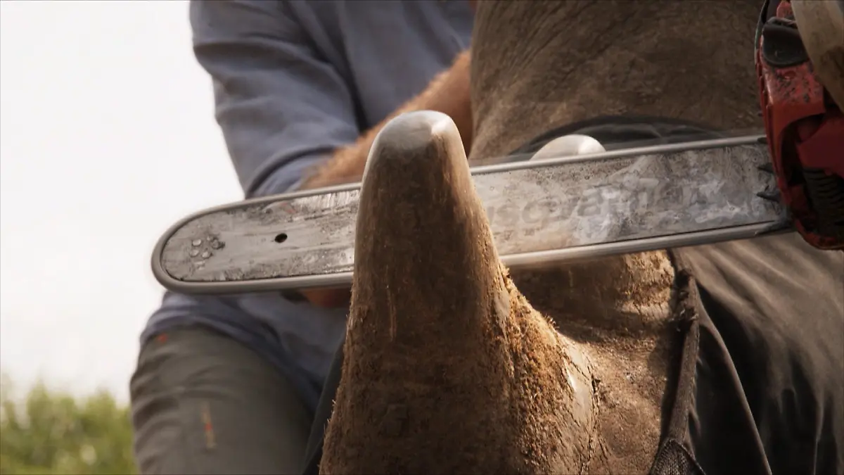 Mit der Motorsäge geht es dem Nashorn ans Horn. 