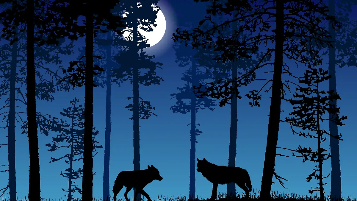 Zwei Wölfe in einem Wald bei Vollmond.