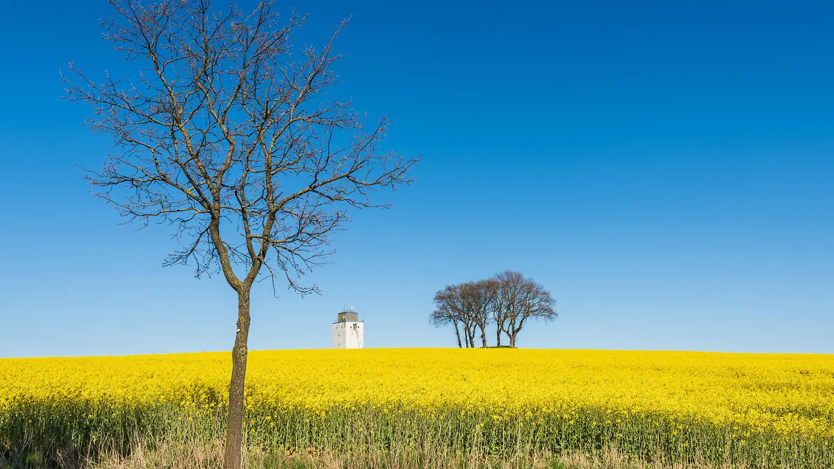 Schleswig-Holstein, Rapsblüte an der Ostseeküste im April *** Schleswig Holstein, rape blossom on the Baltic Sea coast in April