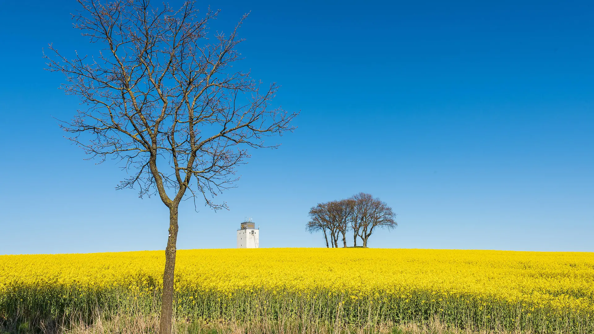  Schleswig-Holstein, Rapsblüte an der Ostseeküste im April *** Schleswig Holstein, rape blossom on the Baltic Sea coast in April