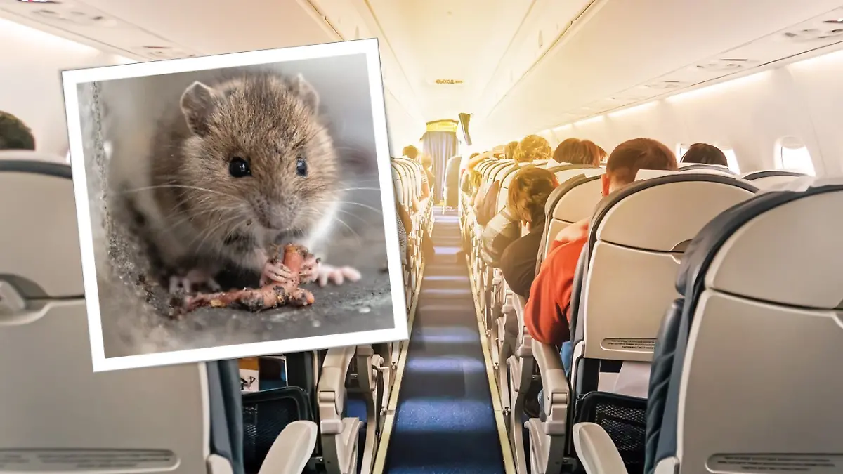 Das kleine Nagetier hat ein ganzes Flugzeug lahmgelegt. (Symbolbild)