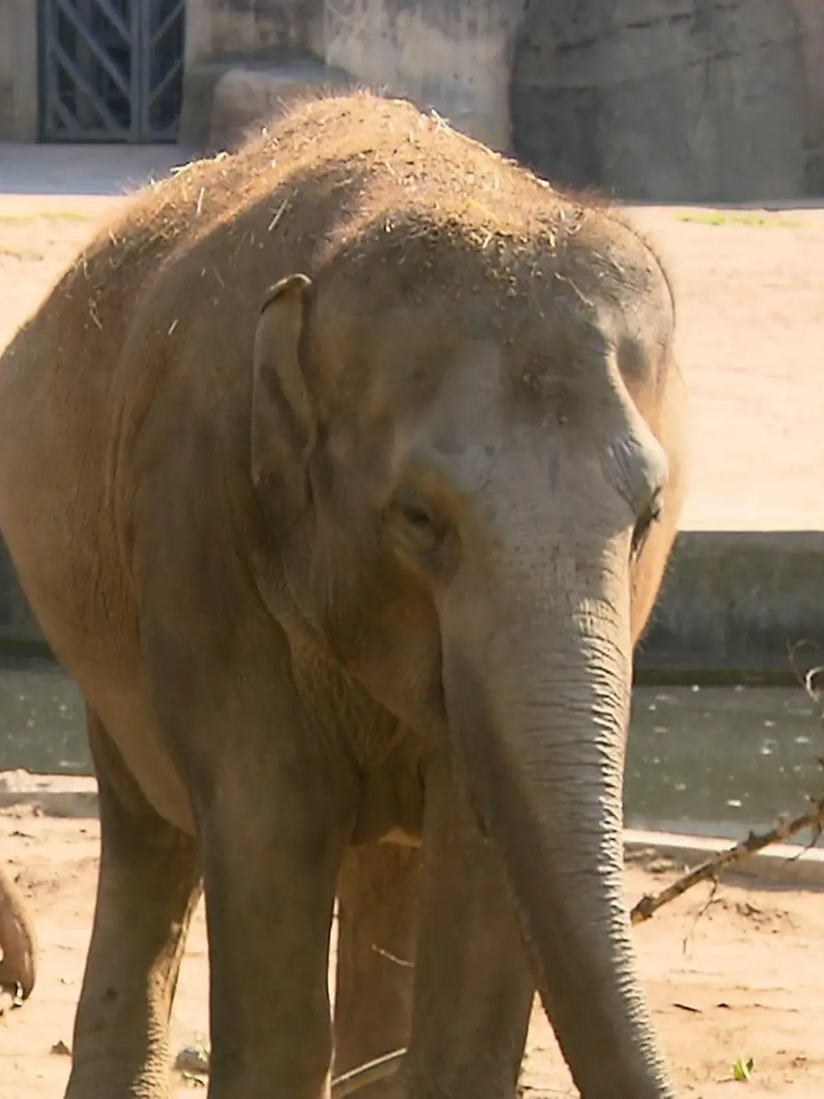 Bild zu: "Zoo feiert Elefanten"
