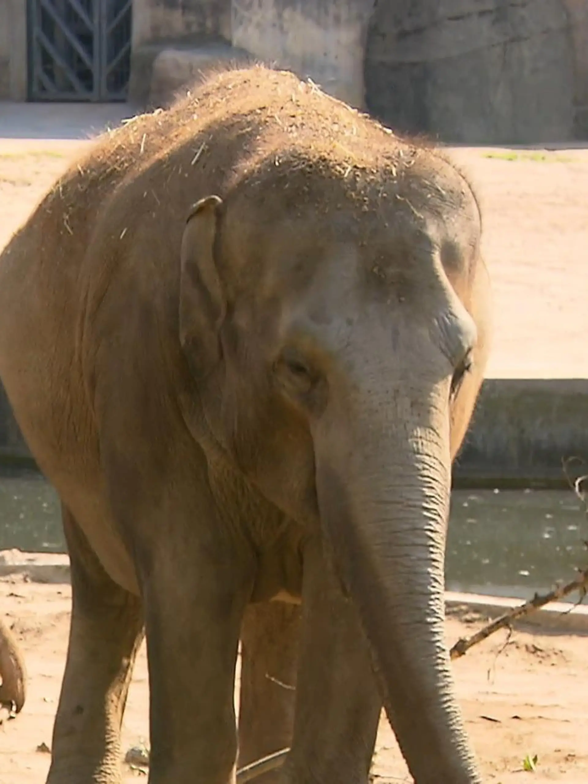 Bild zu: "Zoo feiert Elefanten"