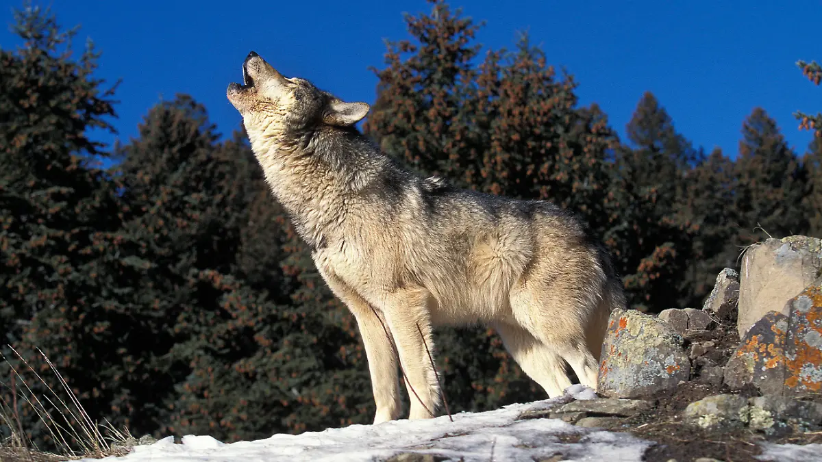 Wolf heult, heulender Wolf