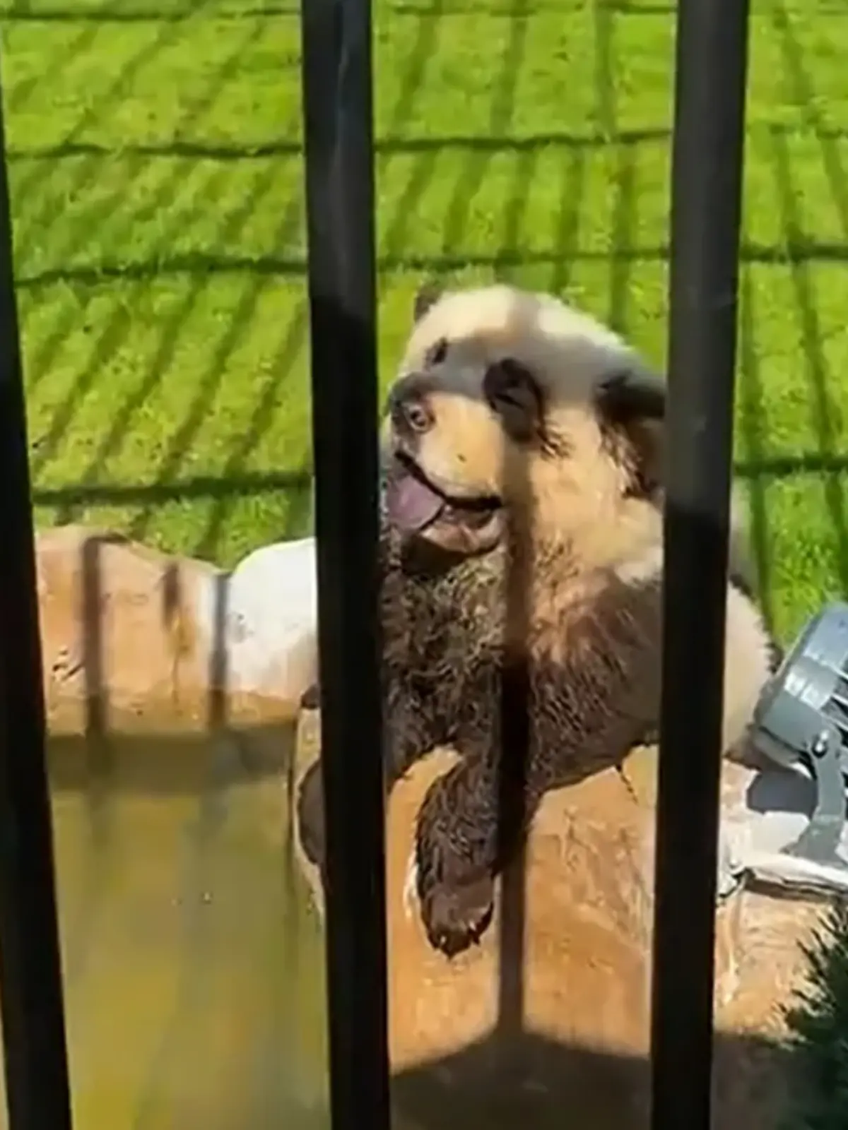 Ein Hund angemalt als Panda. 