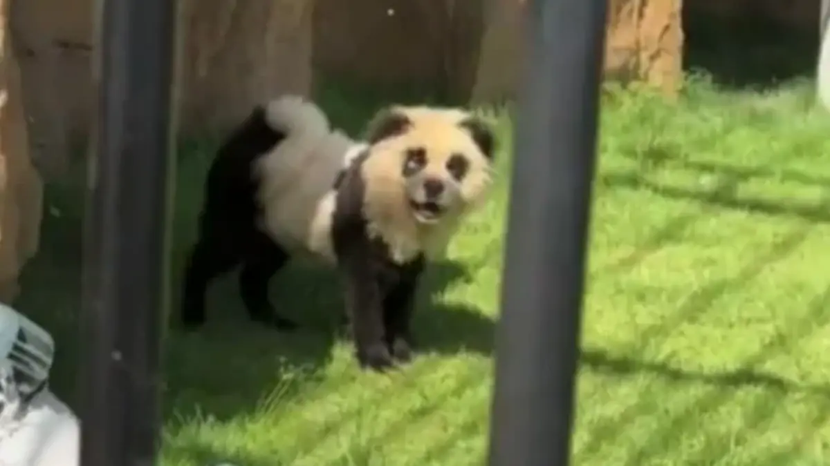 Ein Hund angemalt wie ein Panda. 