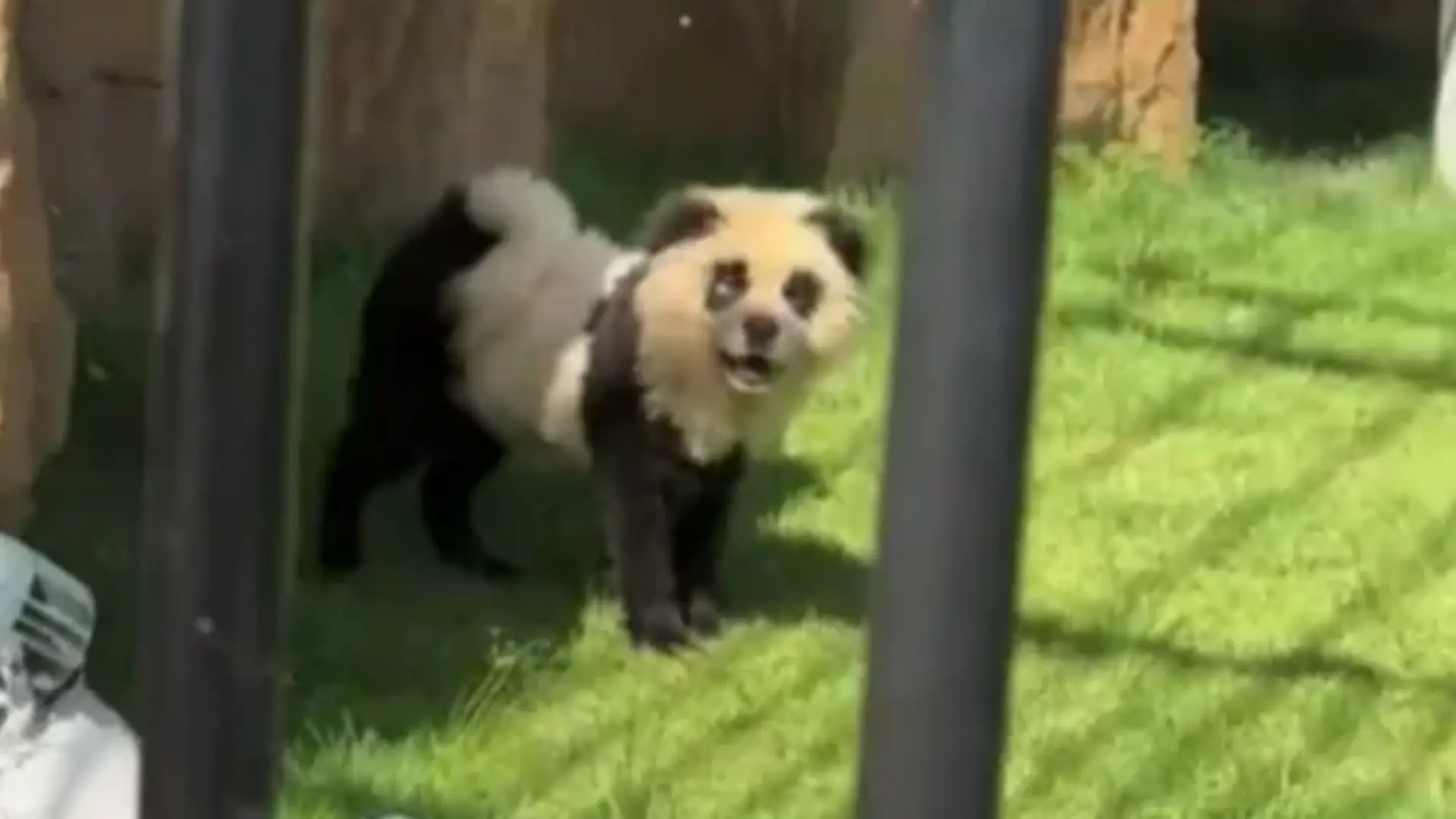 Ein Hund angemalt wie ein Panda. 
