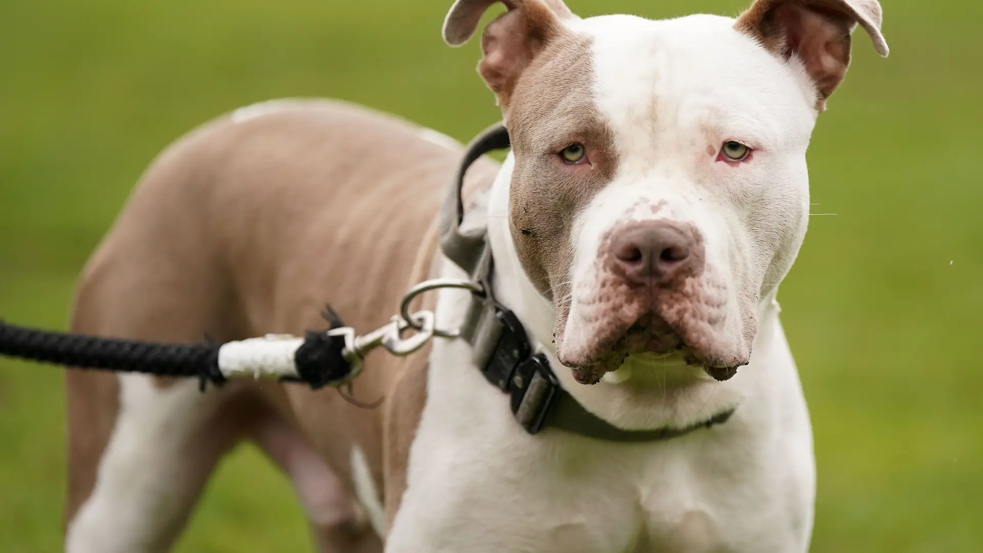Ein Pitbull stürzt sich plötzlich auf den Halter und verletzt ihn schwer. (Symbolbild)