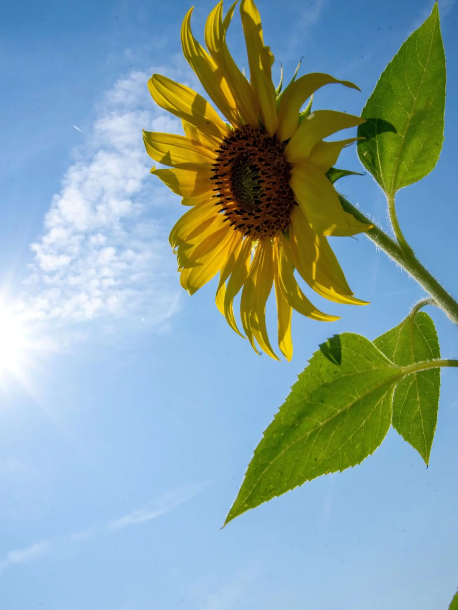 Bild zu: "Meteorologischer Herbstbeginn steht bevor – doch wird es wirklich frisch?"