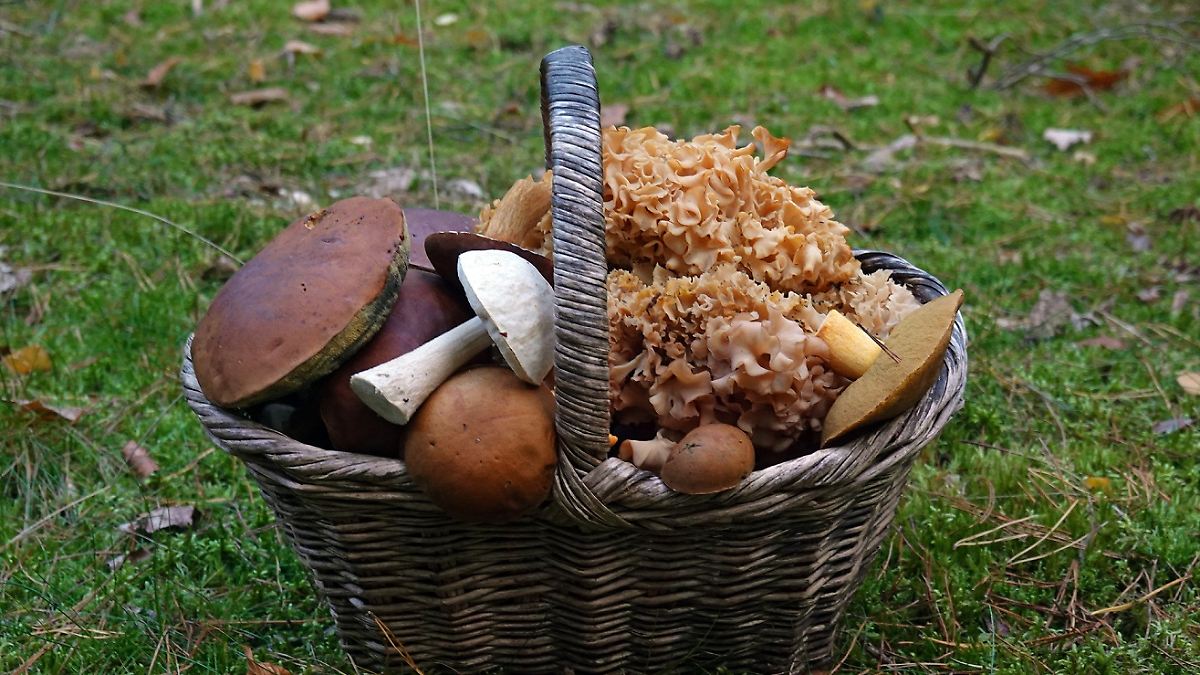 Die Krause Glucke hilft sogar beim Abnehmen! Wie ihr den Pilz findet ...