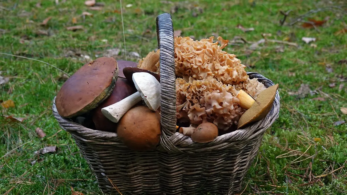 Korb mit gesammelten Waldpilzen
