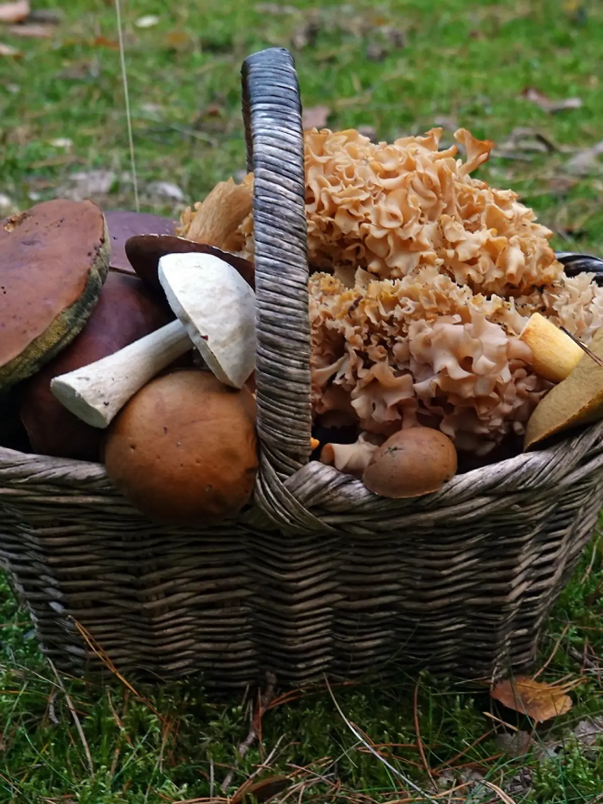 Korb mit gesammelten Waldpilzen