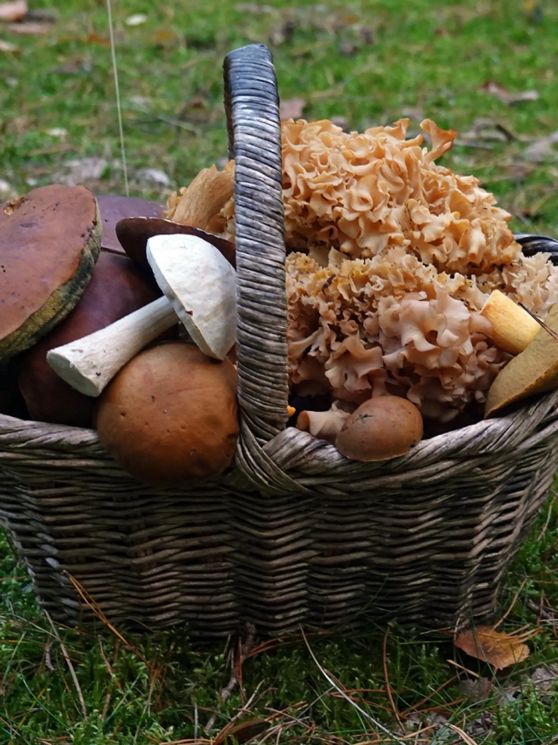 Korb mit gesammelten Waldpilzen