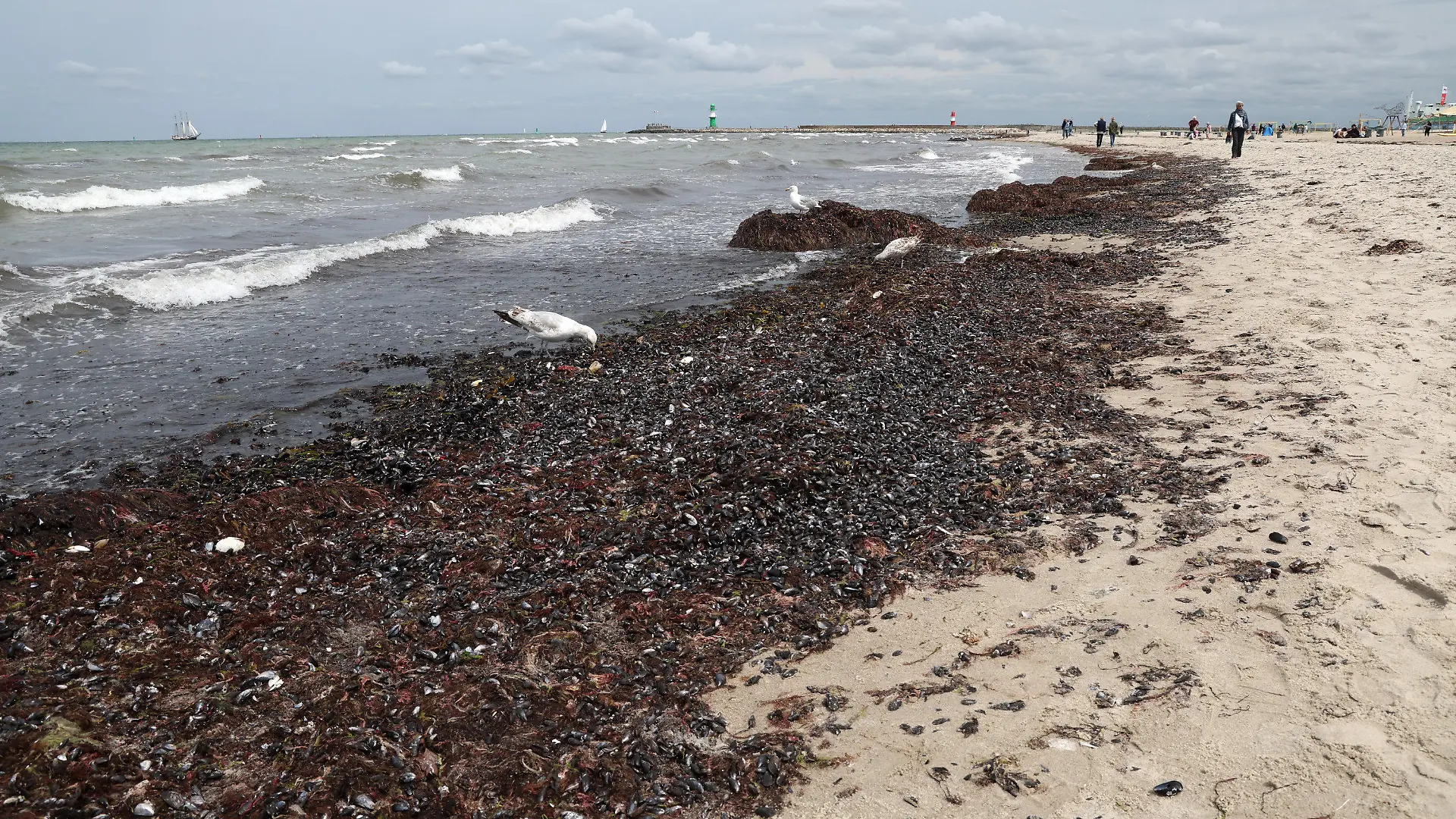 30.06.2023, Mecklenburg-Vorpommern, Warnemünde: Der Ostseestrand ist zum Teil mit sogenanntem Treibsel bedeckt, der vor allem aus Algen und Tang besteht. Der stark auflandige Wind der vergangenen Tage hat für das Phänomen gesorgt. Für die Gesundheit der Strandbesucher ist das Ganze unbedenklich und eher ein ästhetischer Makel, von dem einige Ostseebäder derzeit betroffen sind. Die Touristiker hoffen jetzt auf starken Westwind, der die Algen in den kommenden Tagen wieder forttreiben könnte. Foto: Bernd Wüstneck/dpa +++ dpa-Bildfunk +++