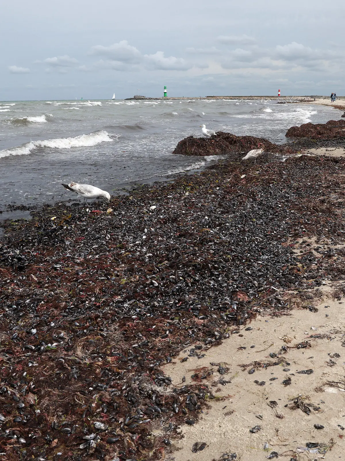 30.06.2023, Mecklenburg-Vorpommern, Warnemünde: Der Ostseestrand ist zum Teil mit sogenanntem Treibsel bedeckt, der vor allem aus Algen und Tang besteht. Der stark auflandige Wind der vergangenen Tage hat für das Phänomen gesorgt. Für die Gesundheit der Strandbesucher ist das Ganze unbedenklich und eher ein ästhetischer Makel, von dem einige Ostseebäder derzeit betroffen sind. Die Touristiker hoffen jetzt auf starken Westwind, der die Algen in den kommenden Tagen wieder forttreiben könnte. Foto: Bernd Wüstneck/dpa +++ dpa-Bildfunk +++