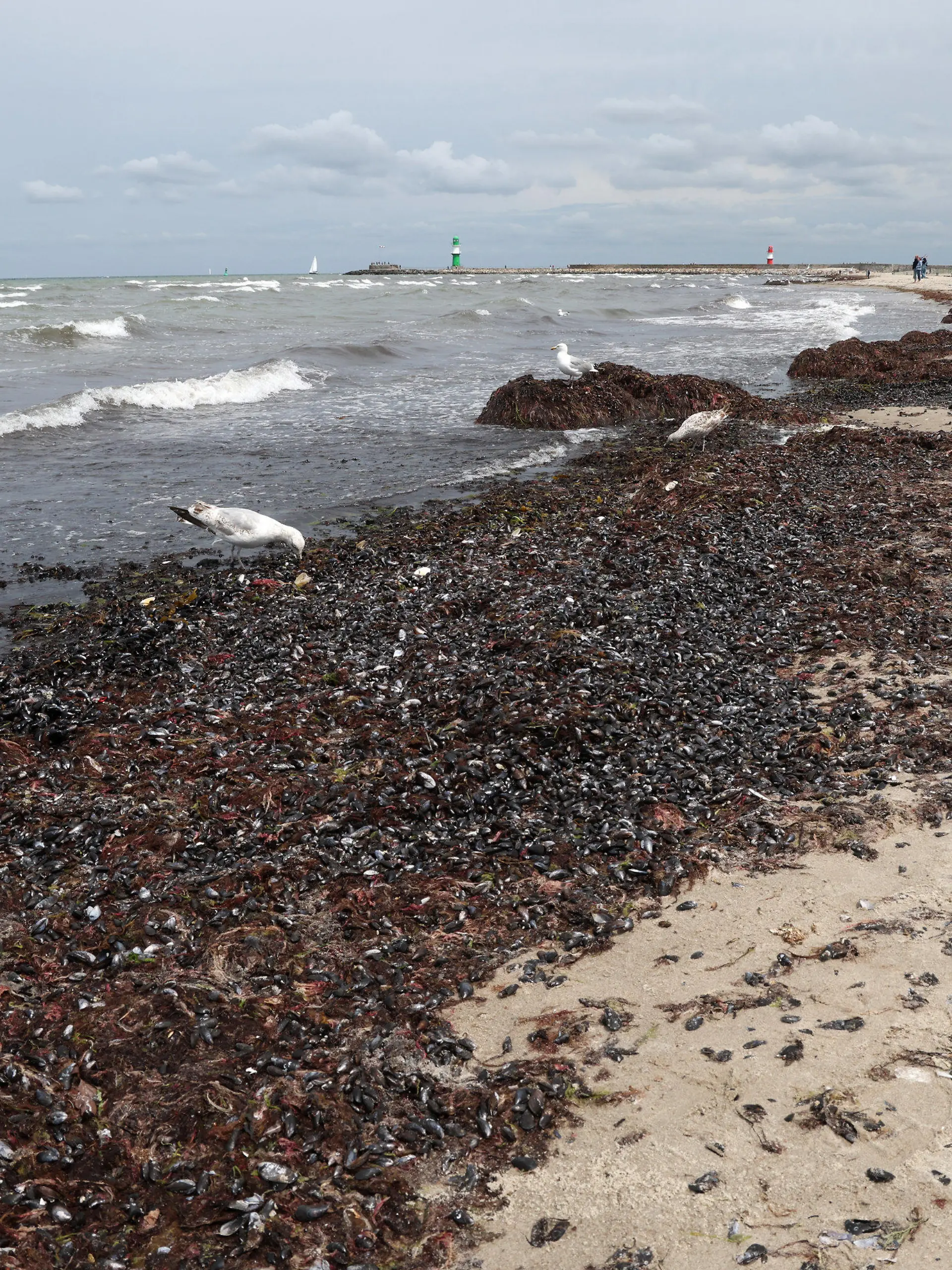30.06.2023, Mecklenburg-Vorpommern, Warnemünde: Der Ostseestrand ist zum Teil mit sogenanntem Treibsel bedeckt, der vor allem aus Algen und Tang besteht. Der stark auflandige Wind der vergangenen Tage hat für das Phänomen gesorgt. Für die Gesundheit der Strandbesucher ist das Ganze unbedenklich und eher ein ästhetischer Makel, von dem einige Ostseebäder derzeit betroffen sind. Die Touristiker hoffen jetzt auf starken Westwind, der die Algen in den kommenden Tagen wieder forttreiben könnte. Foto: Bernd Wüstneck/dpa +++ dpa-Bildfunk +++