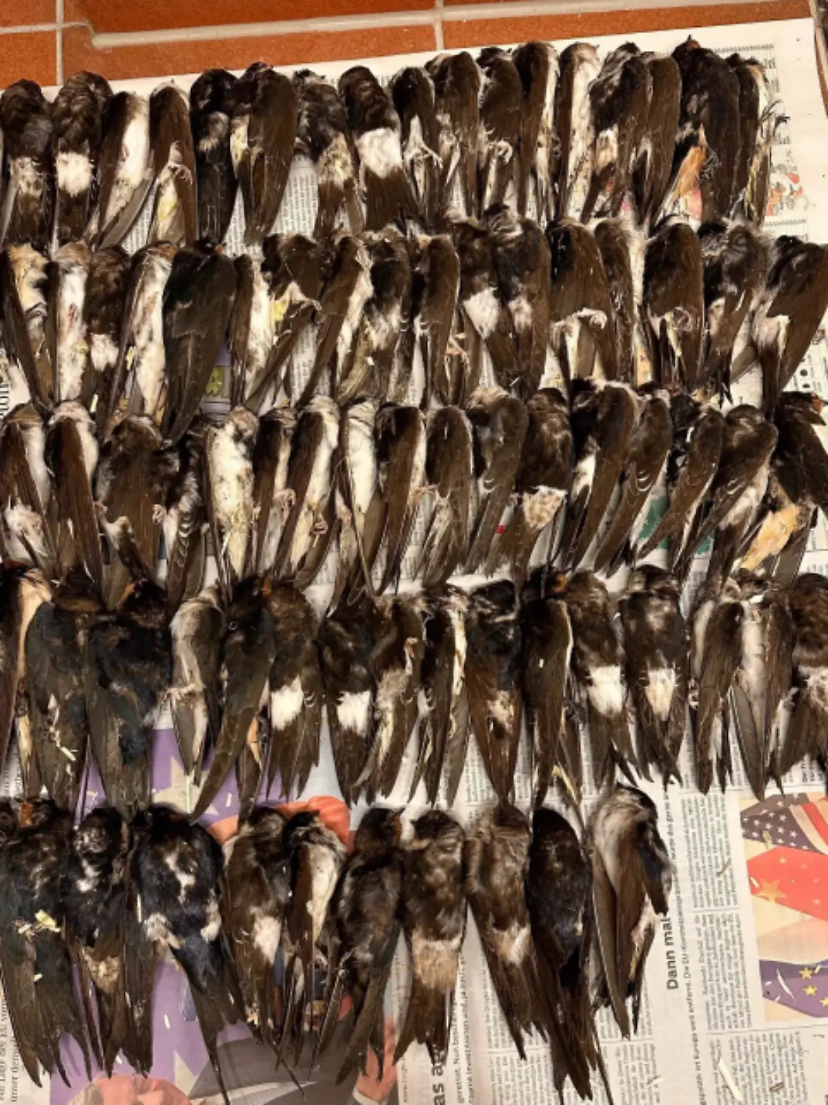 Überall in Bayern fallen die gefiederten Zugvögel kraftlos vom Himmel, der Tierschutzverein München e.V. schlägt Alarm! Täglich landen bis zu 200 verletzte oder erschöpfte Schwalben in der Wildtierstation.