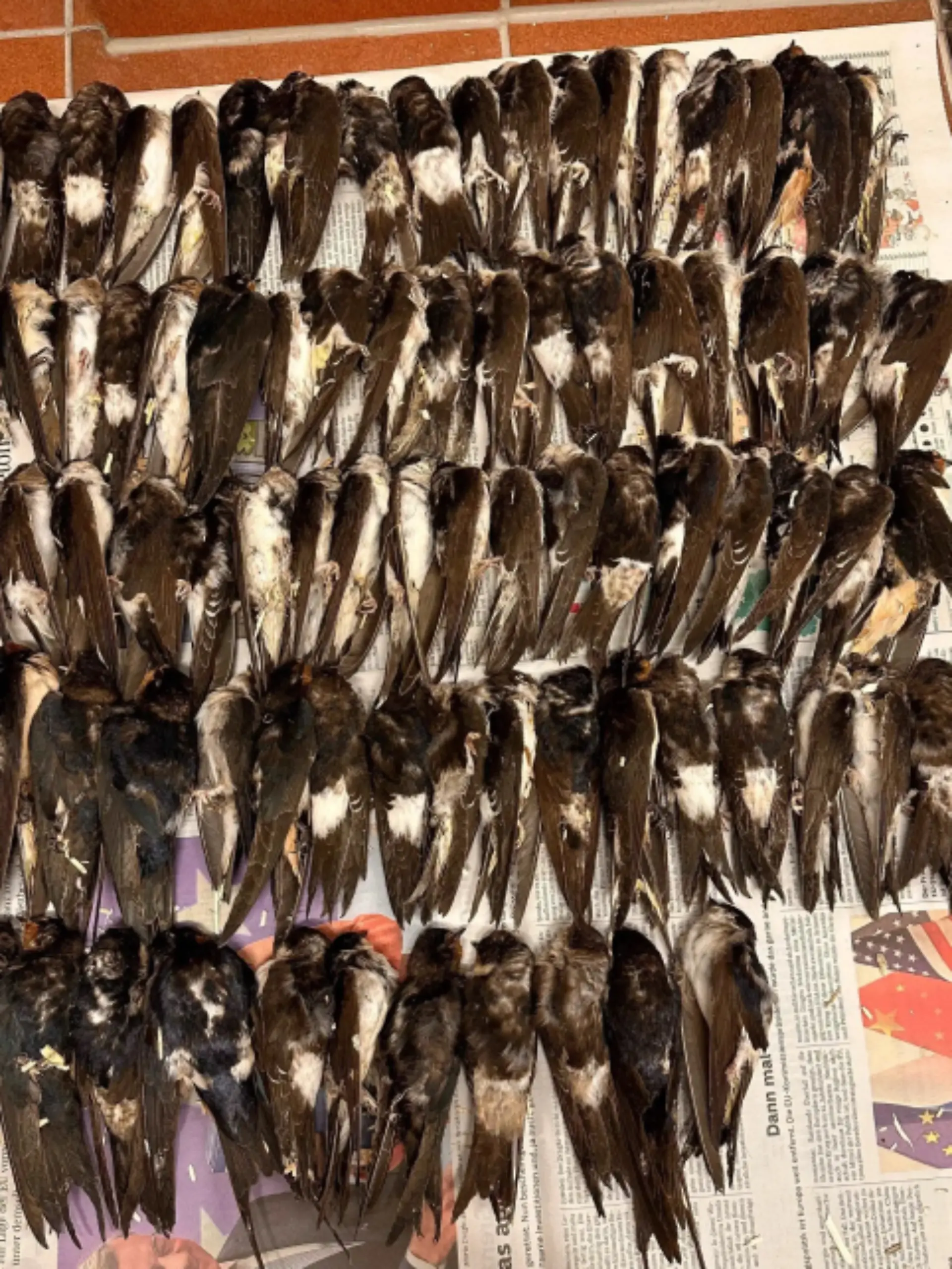 Überall in Bayern fallen die gefiederten Zugvögel kraftlos vom Himmel, der Tierschutzverein München e.V. schlägt Alarm! Täglich landen bis zu 200 verletzte oder erschöpfte Schwalben in der Wildtierstation.