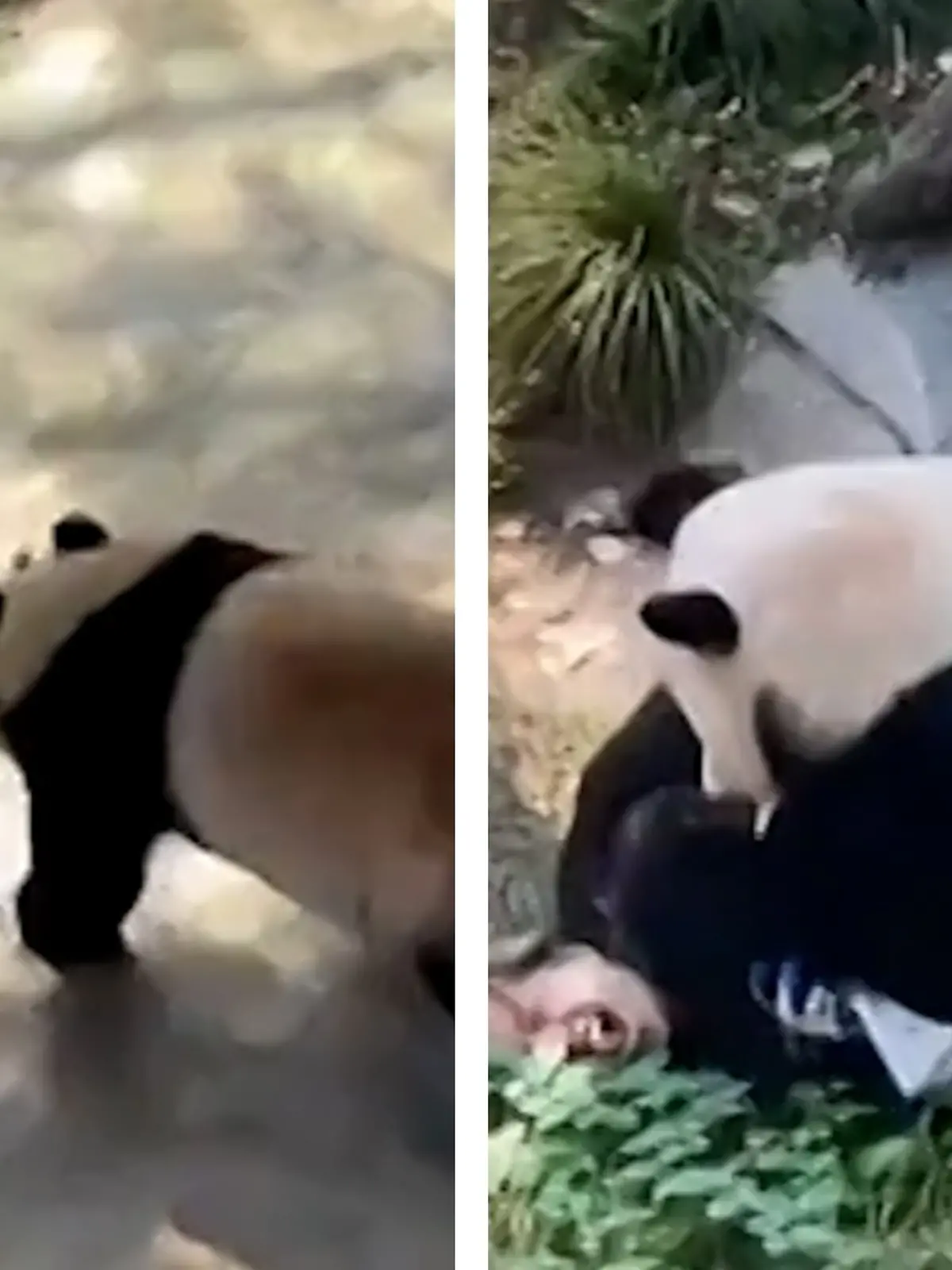Von wegen süßer Bär! Panda wirft sich auf Pflegerin - und beißt zu