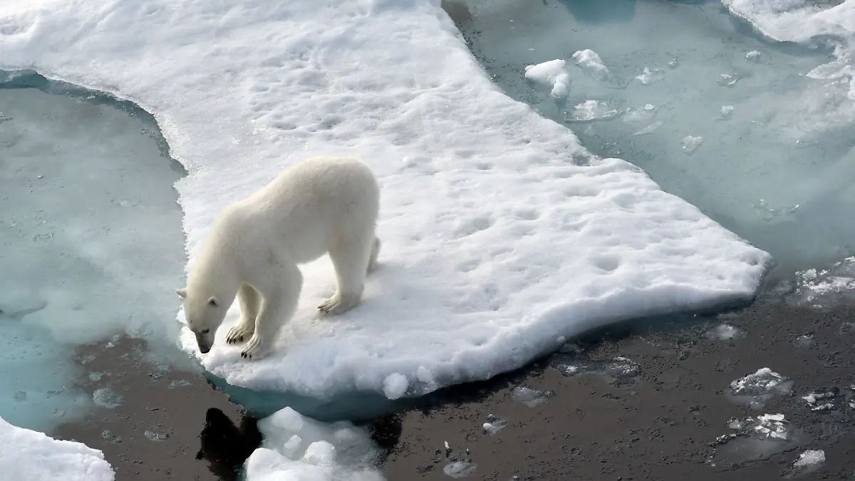 Ein Eisbär steht im Nordpolarmeer auf einer Eisscholle. Nun wurde ein Artgenosse auf Island gesichtet. (Archivbild)