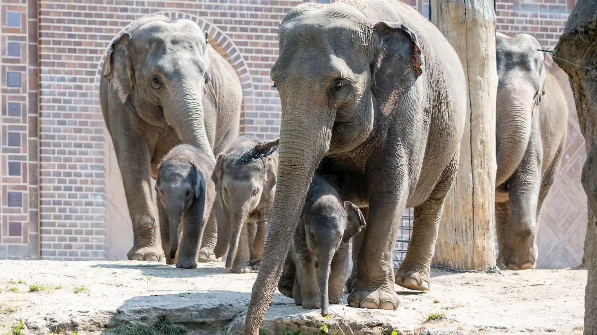 Im Zoo Leipzig gibt es Vorwürfe gegen einen Pfleger, der Elefanten misshandelt haben soll. PETA fordert Aufklärung, der Zoo gesteht Fehlverhalten, bestreitet jedoch blutige Verletzungen.