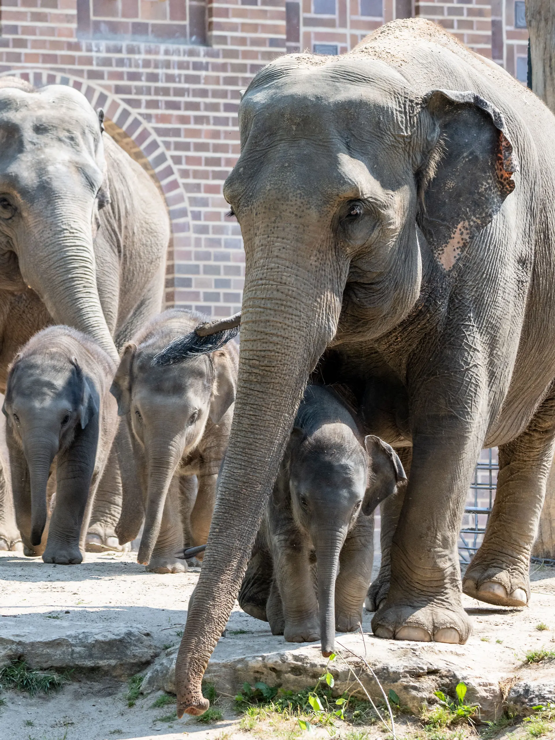Im Zoo Leipzig gibt es Vorwürfe gegen einen Pfleger, der Elefanten misshandelt haben soll. PETA fordert Aufklärung, der Zoo gesteht Fehlverhalten, bestreitet jedoch blutige Verletzungen.