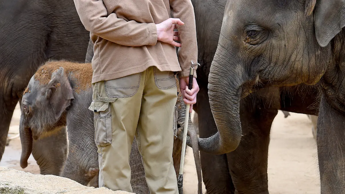 Im Zoo Leipzig gibt es Vorwürfe gegen einen Pfleger, der Elefanten misshandelt haben soll. PETA fordert Aufklärung, der Zoo gesteht Fehlverhalten, bestreitet jedoch blutige Verletzungen.