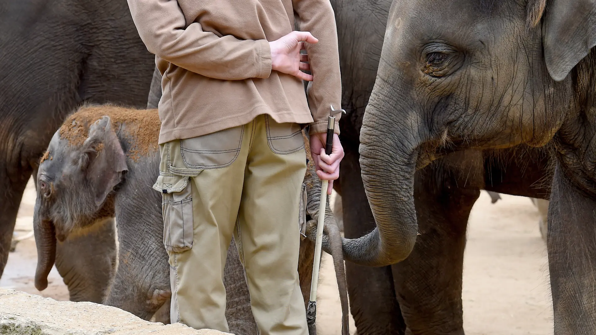 Im Zoo Leipzig gibt es Vorwürfe gegen einen Pfleger, der Elefanten misshandelt haben soll. PETA fordert Aufklärung, der Zoo gesteht Fehlverhalten, bestreitet jedoch blutige Verletzungen.