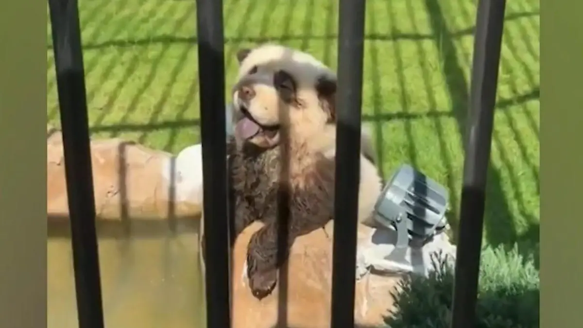 Aufgedeckt! Zoo mit falschen Pandas erwischt Sie sind nur bemalt!