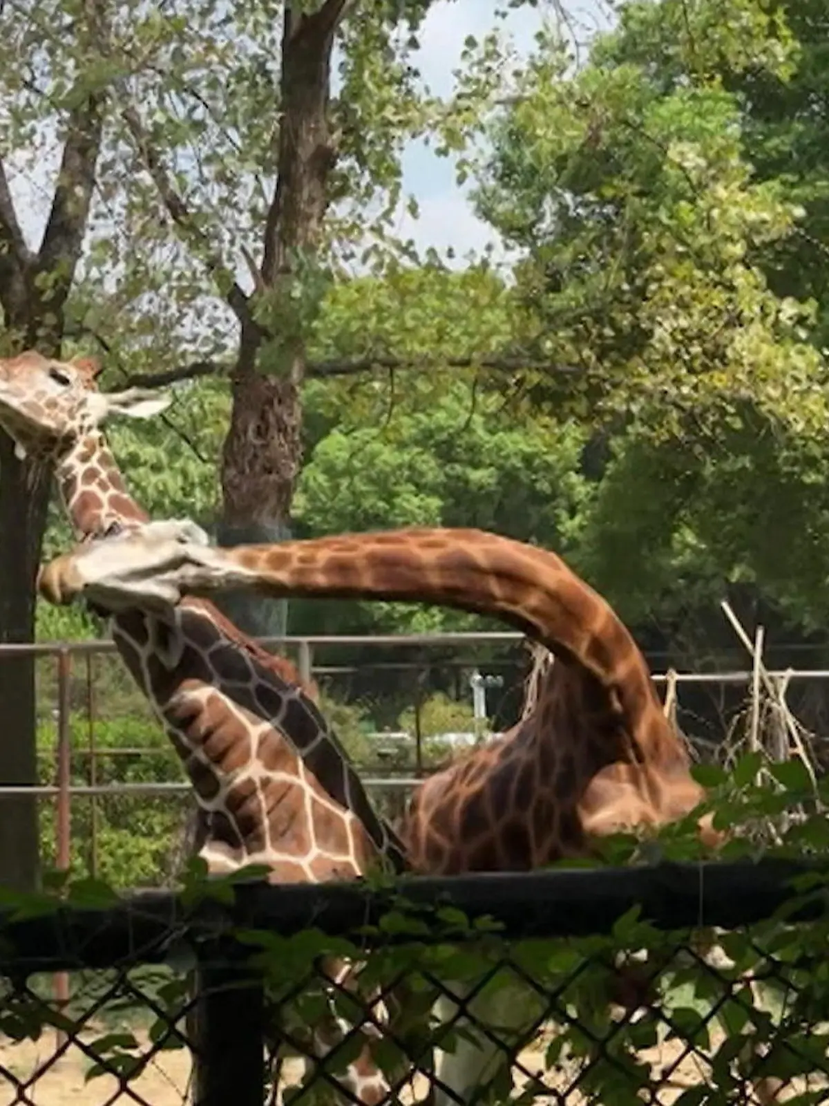 Bild zu: "Haben die Nacken? Giraffen sorgen für Akrobatik-Show in Zoo"