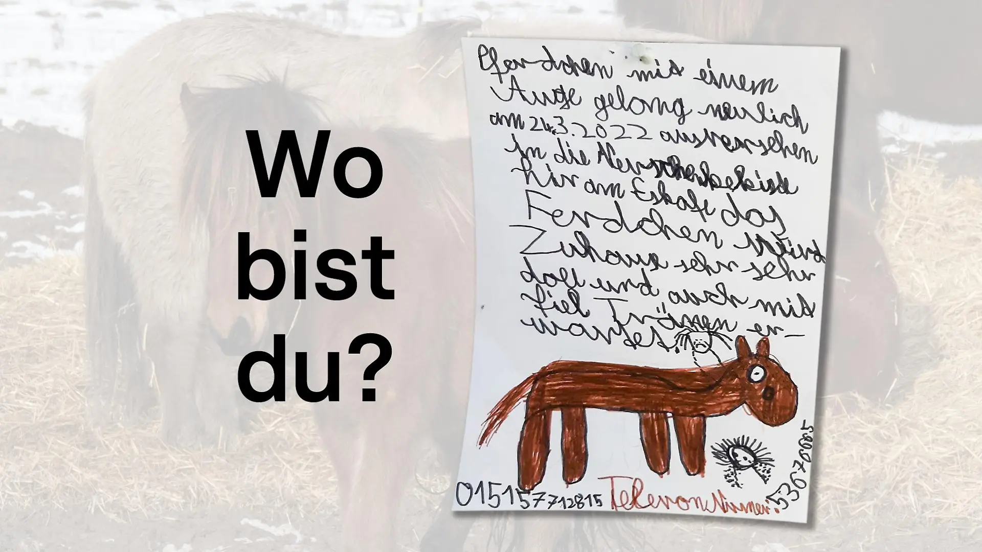 Vermisstenanzeige: Pferdchen wird vermisst