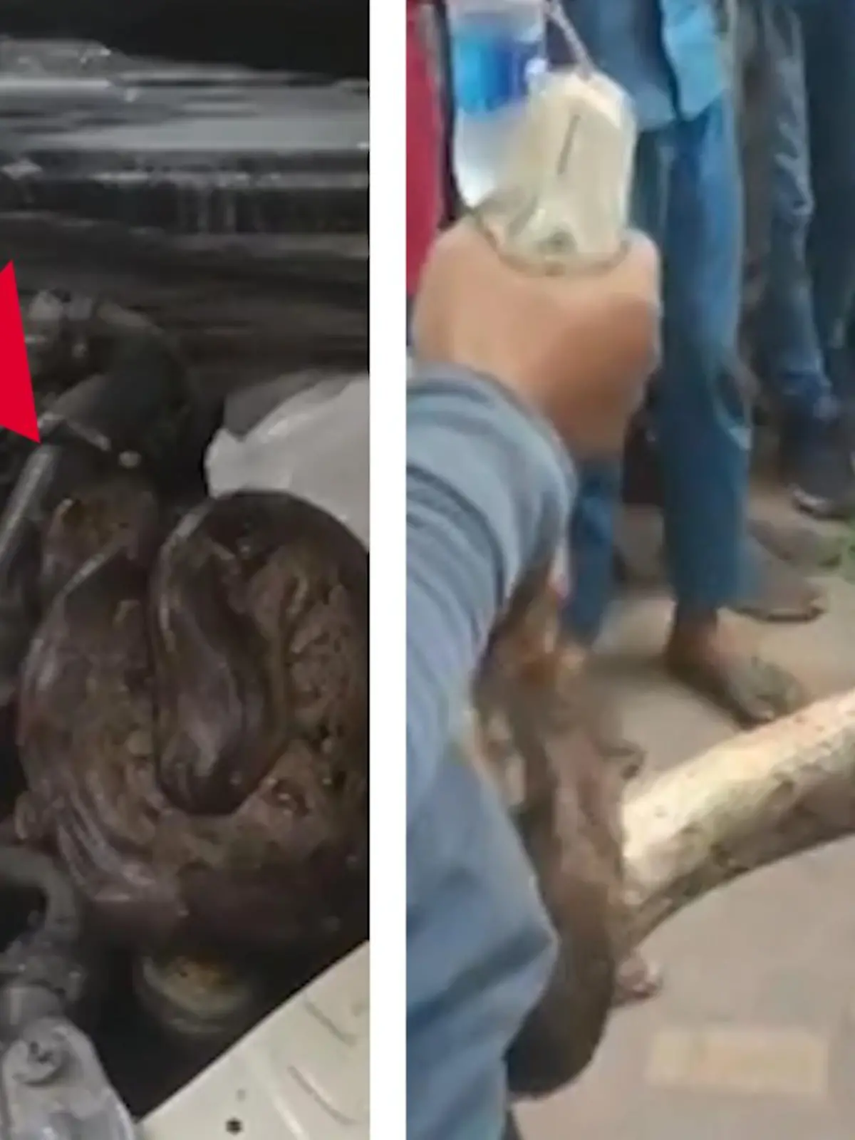 Bild zu: "Über 2,10 Meter! XXL-Python legt Auto lahm"