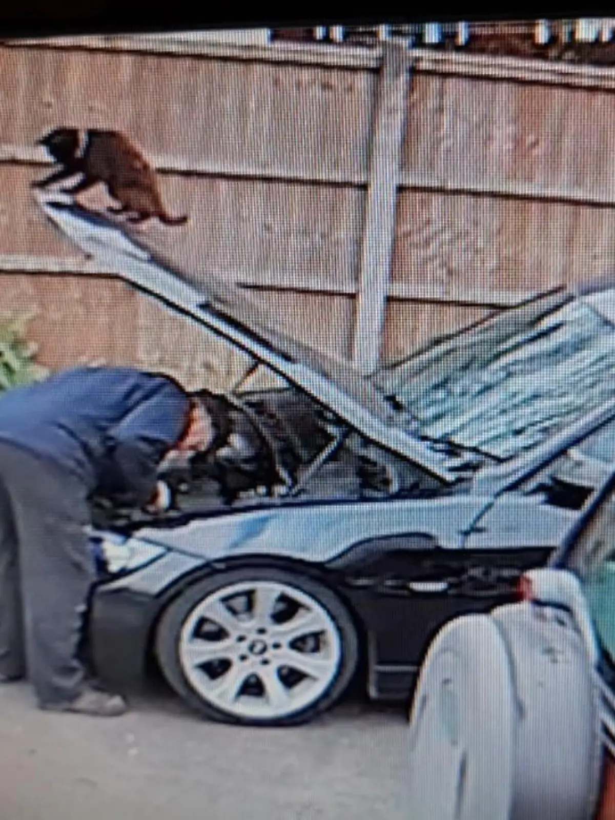 Hier wird die Motorhaube buchstäblich zur Katzenklappe - nur anders: Während sein Besitzer am Motor herumtüftelt, will sein flauschiger Begleiter offensichtlich Aufmerksamkeit. Nur reagiert Herrchen so gar nicht auf das Kätzchen. Doch DIE gibt nicht auf und knallt ihm mit purer Eleganz die Motorhaube auf den Kopf. Begeisterung sieht zwar anders aus, aber dieser filmreife Auftritt war, dank Webcam, so zumindest nicht ganz für die Katz.