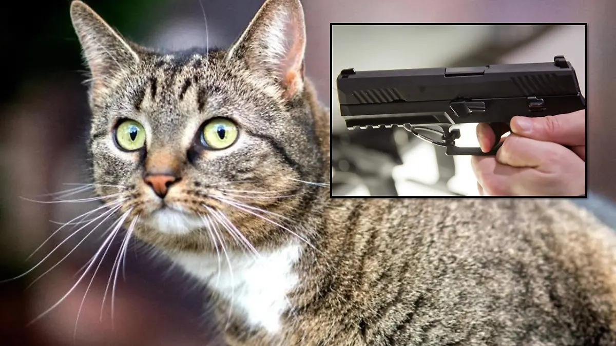 Die Katze wurde offenbar Opfer eines Tierquälers. (Symbolbild)