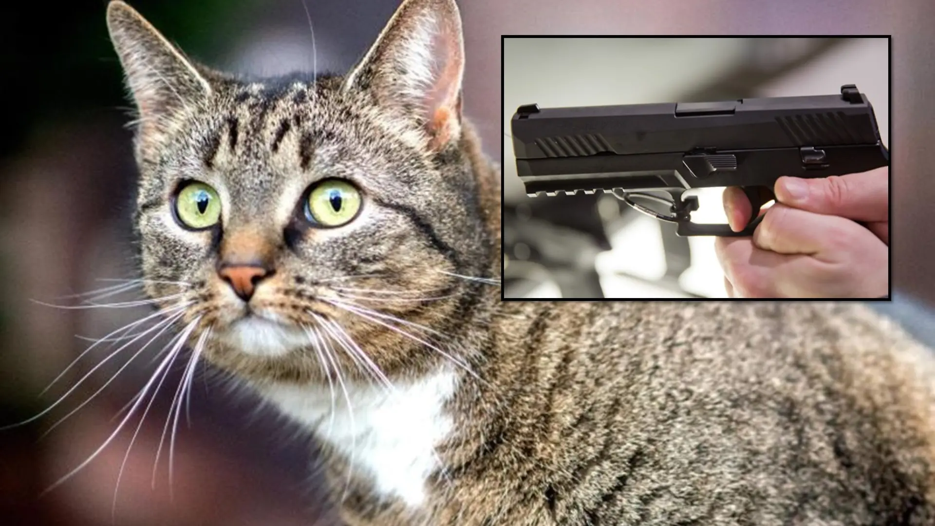 Die Katze wurde offenbar Opfer eines Tierquälers. (Symbolbild)