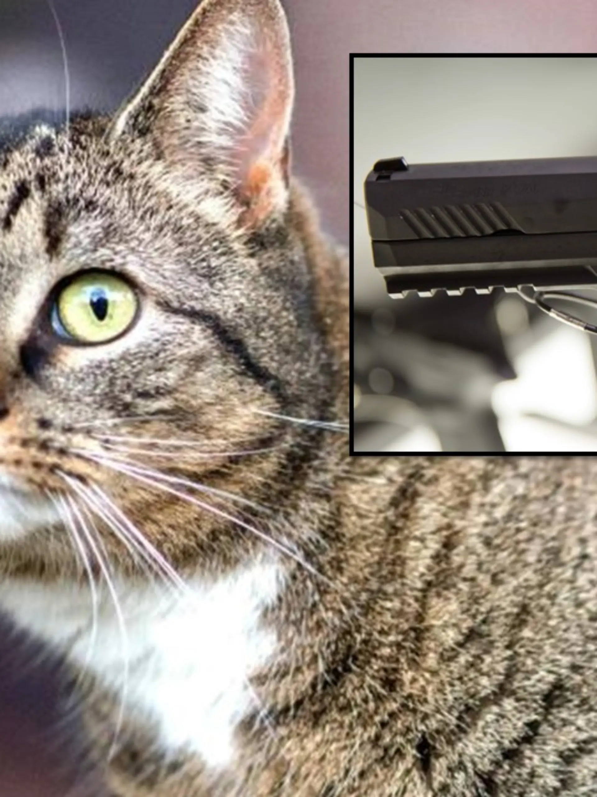 Die Katze wurde offenbar Opfer eines Tierquälers. (Symbolbild)