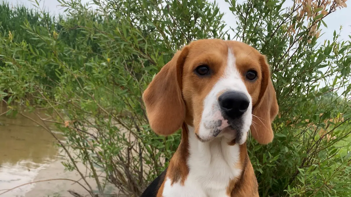 Beagle Pablo ist seit dem 6. September verschollen.