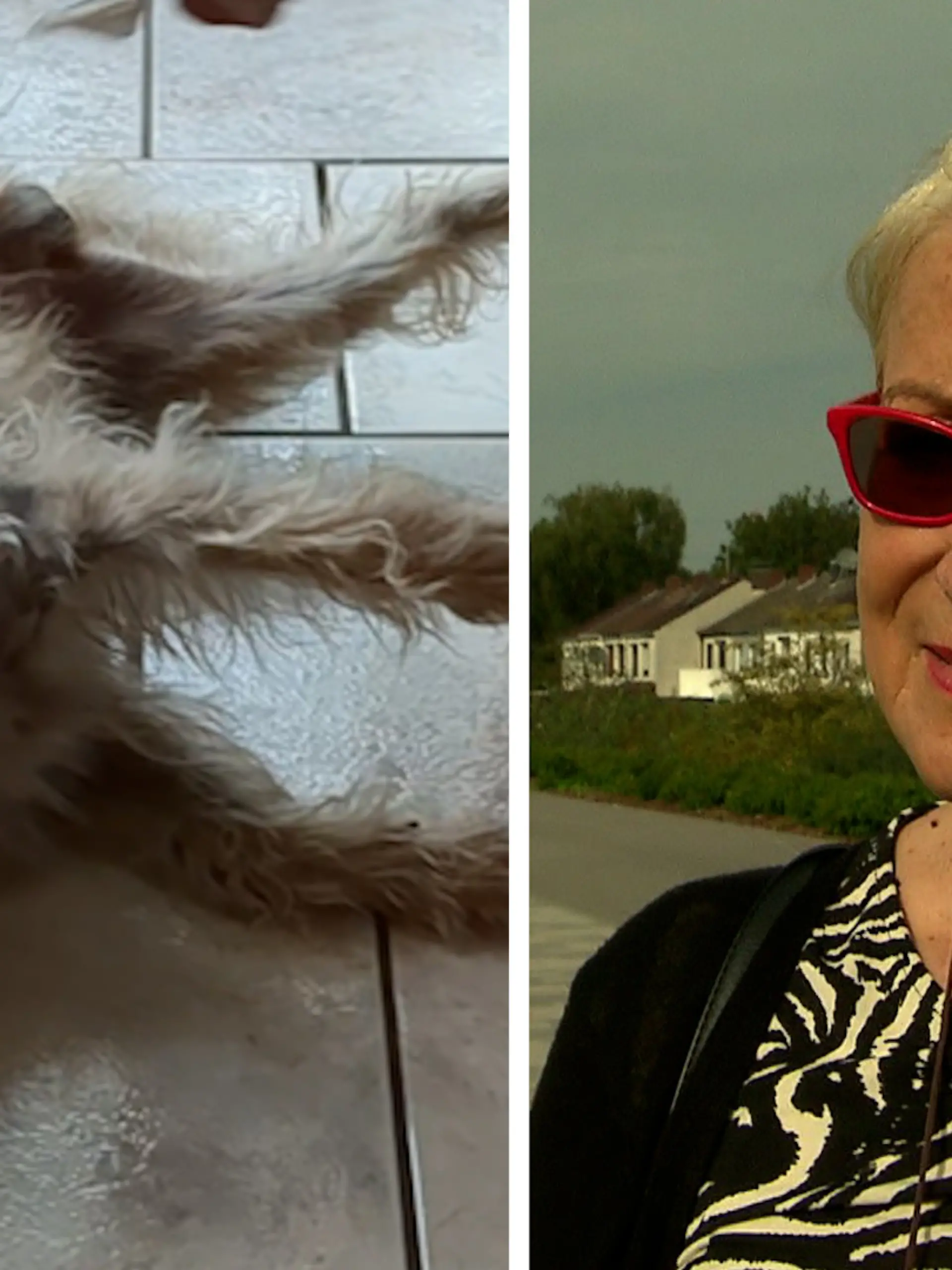 Bild zu: "Fremder Hund tötet Giselas geliebten Pudel Sam"