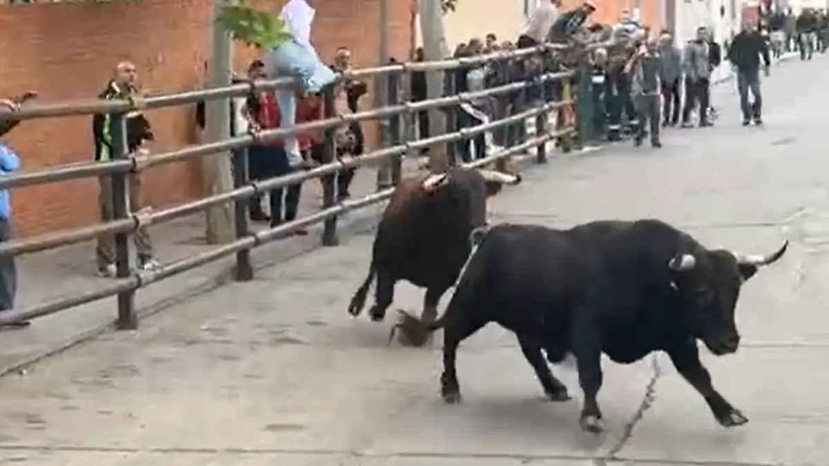Bei einem Stiertreiben durchbricht ein Bulle den abgesperrten Bereich und rast auf Zuschauer zu. Kurz vorher veröffentlicht das Rathaus des Ortes noch Bilder der Veranstaltung.