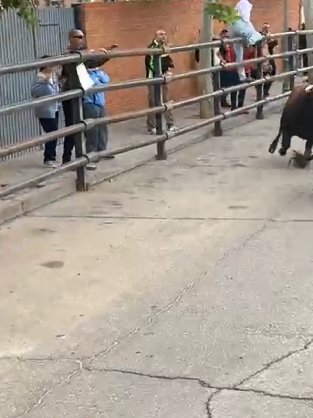 Bei einem Stiertreiben durchbricht ein Bulle den abgesperrten Bereich und rast auf Zuschauer zu. Kurz vorher veröffentlicht das Rathaus des Ortes noch Bilder der Veranstaltung.