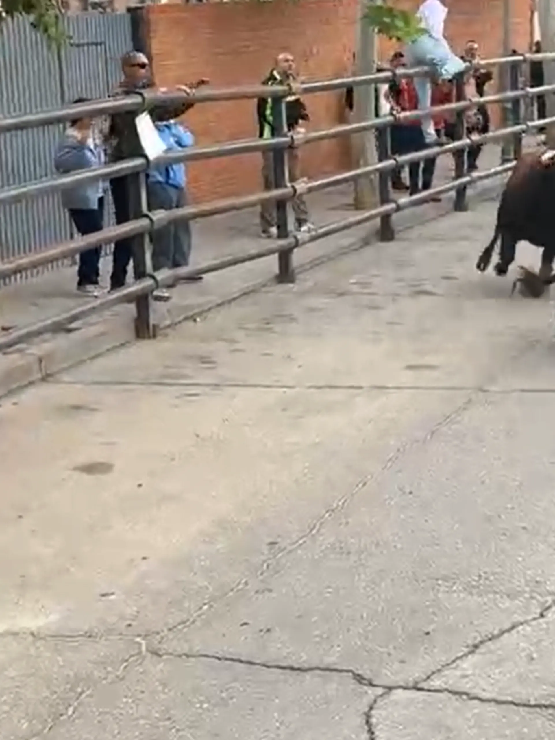Bei einem Stiertreiben durchbricht ein Bulle den abgesperrten Bereich und rast auf Zuschauer zu. Kurz vorher veröffentlicht das Rathaus des Ortes noch Bilder der Veranstaltung.