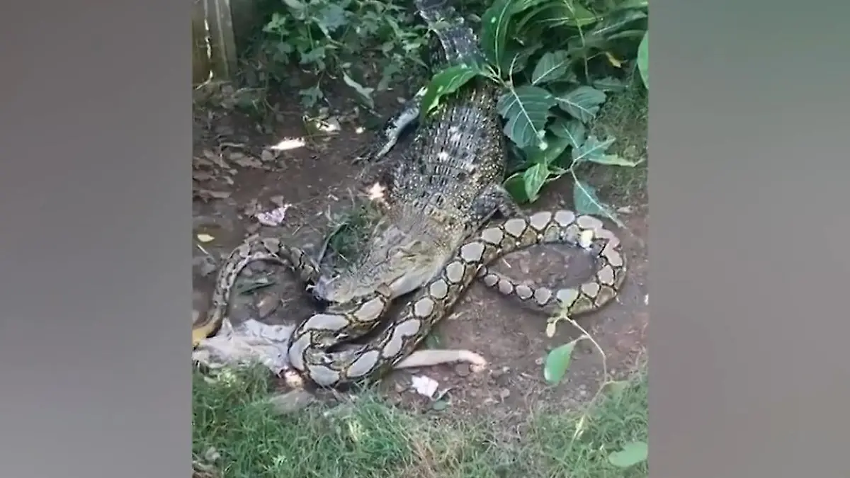 Kroko schloudert Python tijdens Hinterhof Würgegriff vs. Raubtier-Gebiss